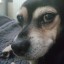 Doggo_Biene's avatar